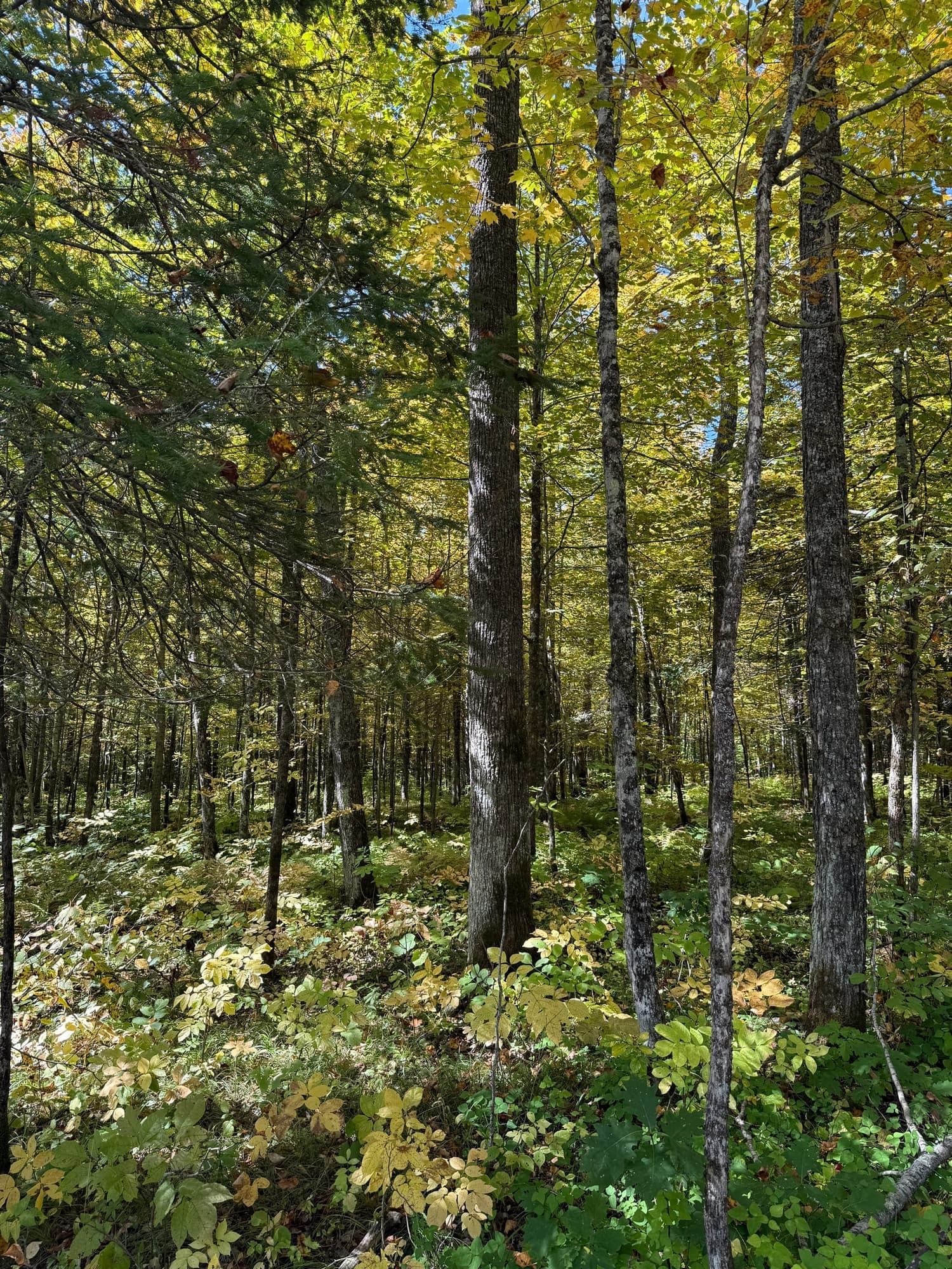 Sunlit woodland with leafy trees and green undergrowth