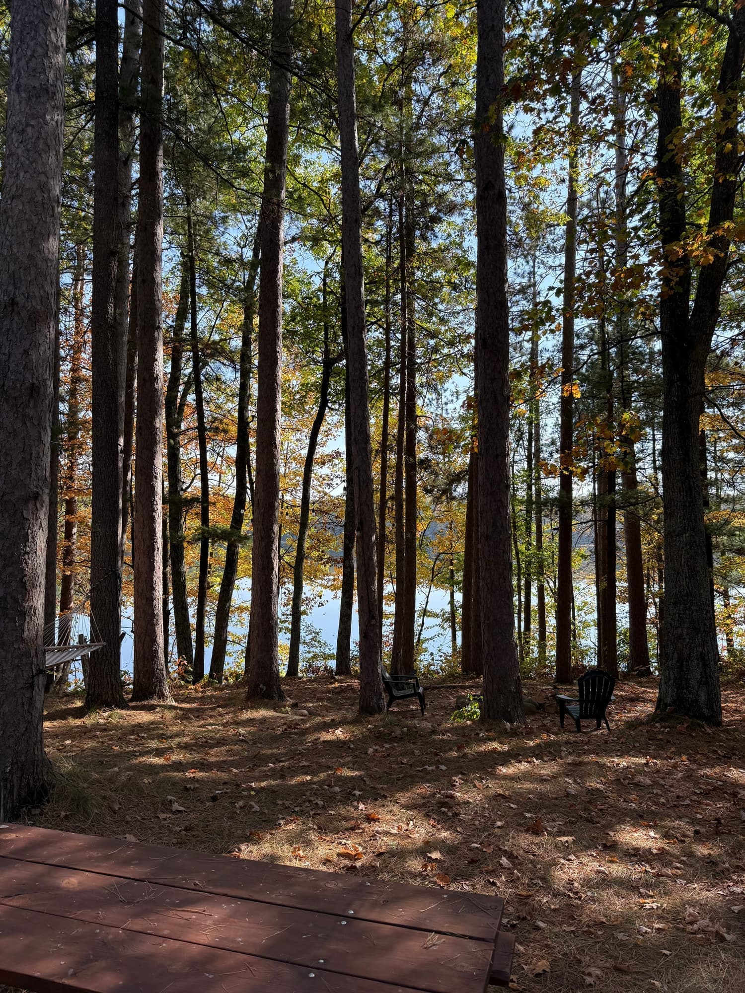 Lake seen through tall trees beyond a leaf-covered clearing