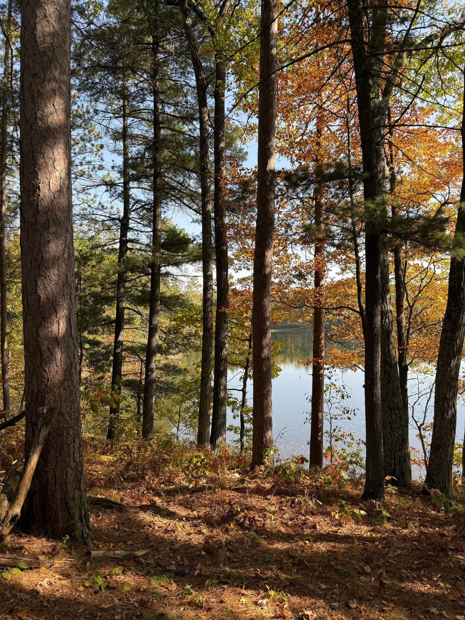 Autumn foliage along the wooded lakeshore