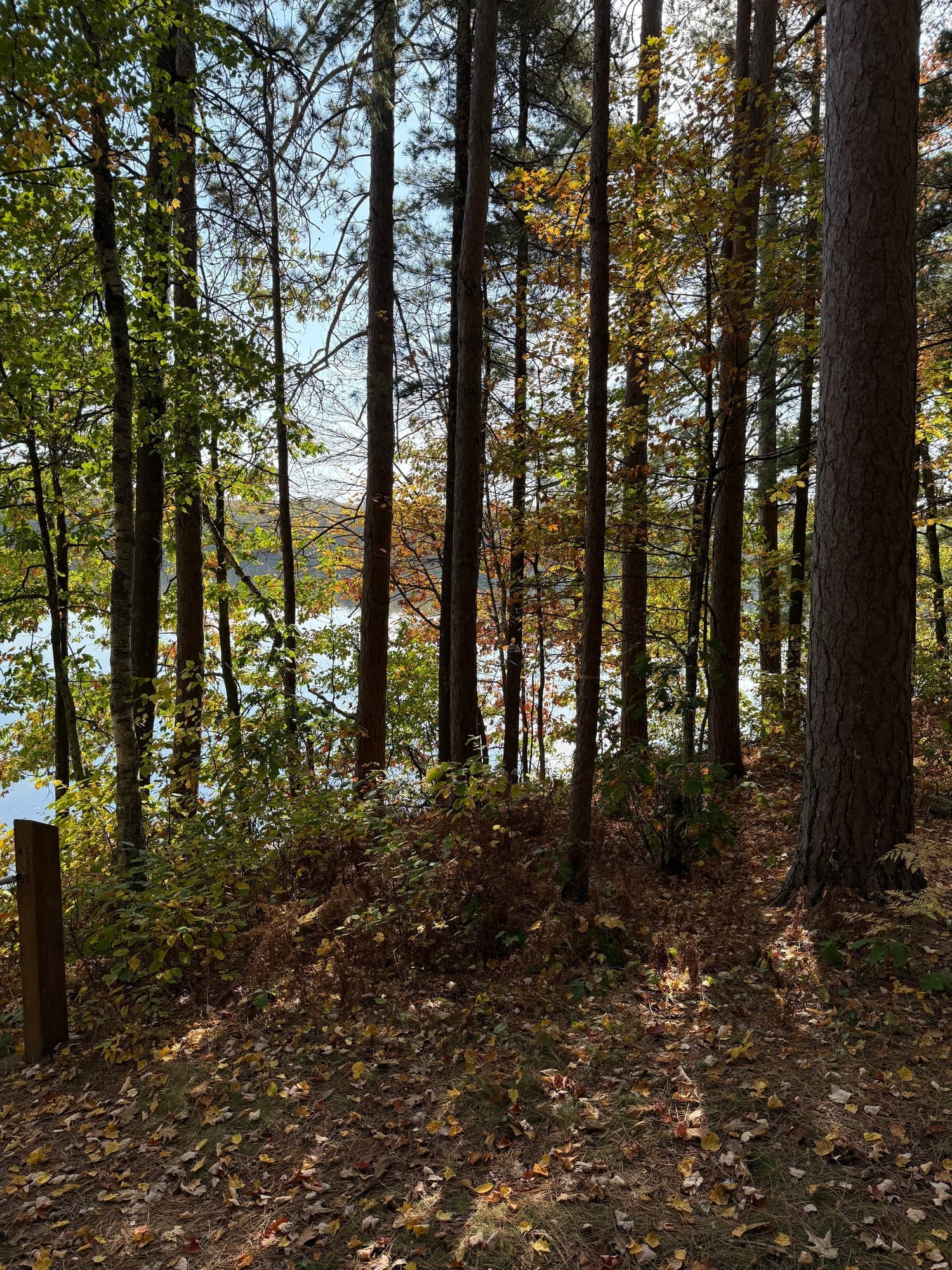 Leaf-covered path among trees overlooking the lake