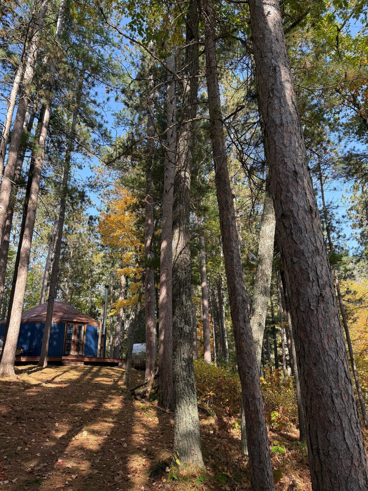 Autumn trees beside the yurt in a wooded clearing