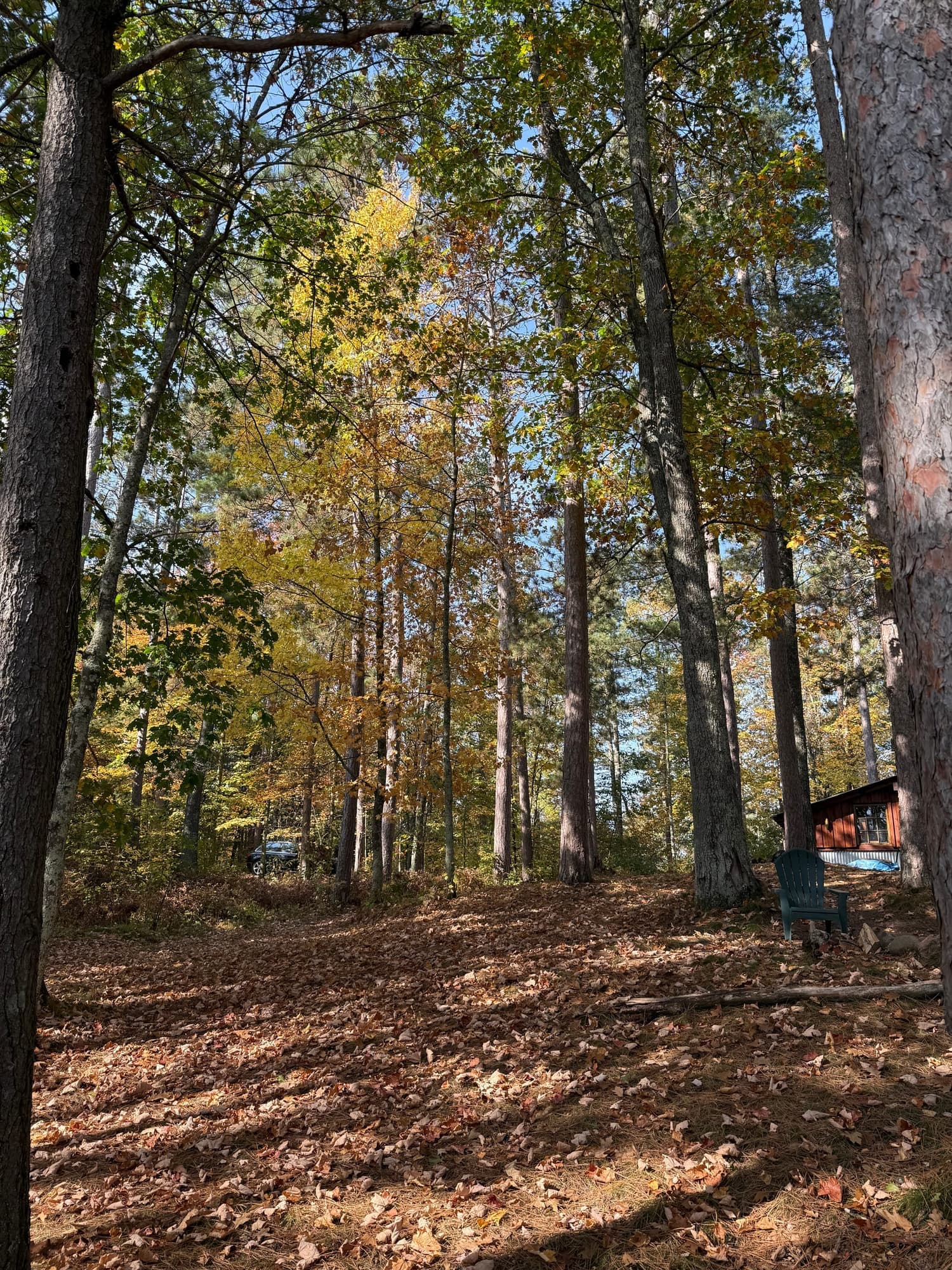 Autumn trees and leaf-covered ground beside the yurt