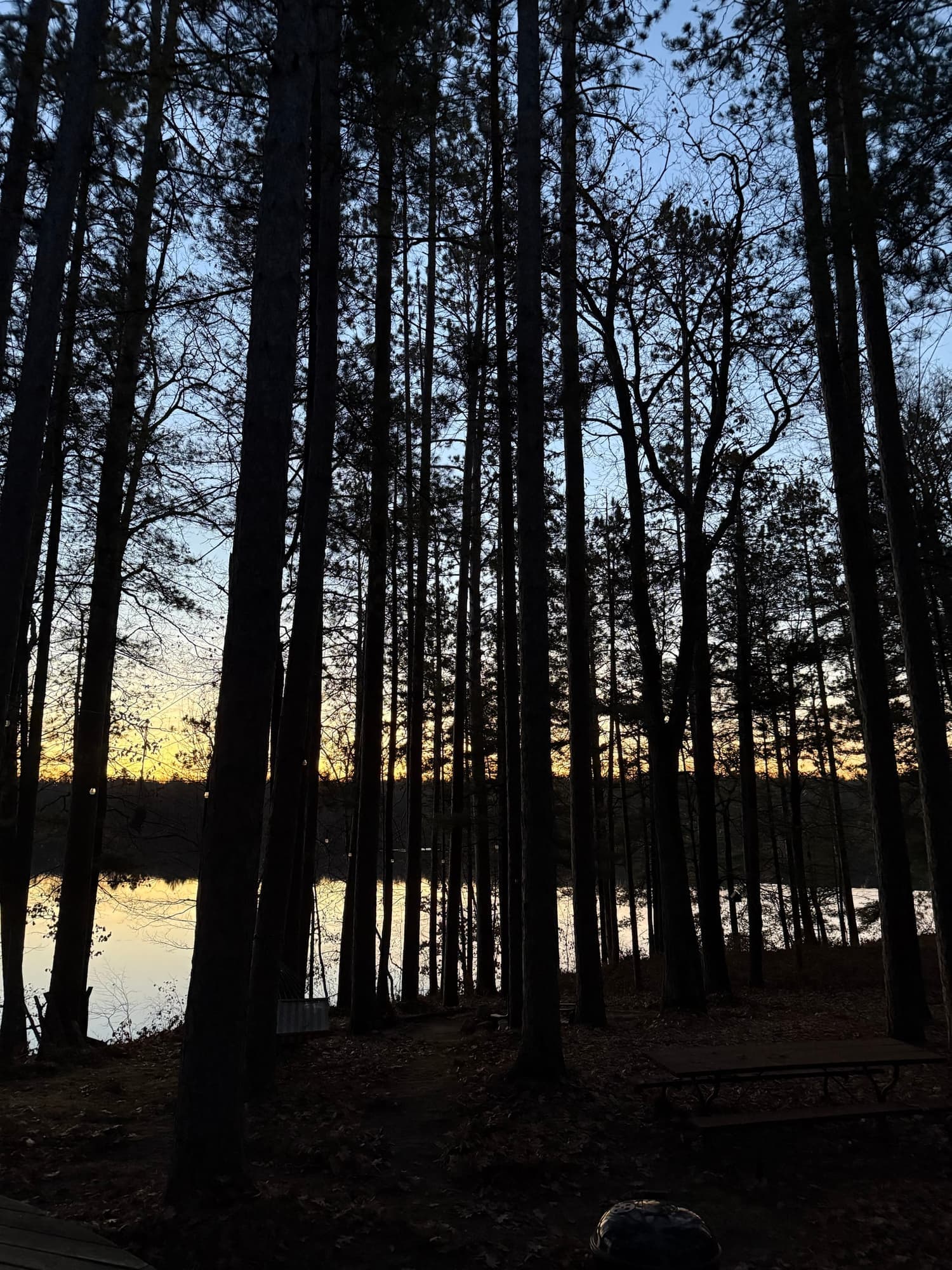 Lake at dusk silhouetted behind tall trees